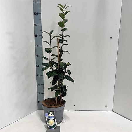 Camellia j. 'Brushfield's Yellow' Pot 5 Liter 60 - 70 cm