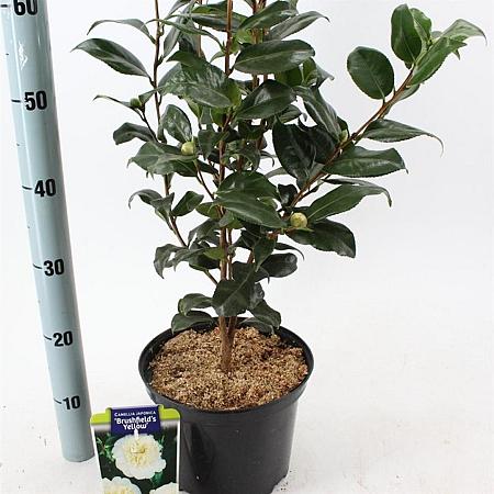 Camellia j. 'Brushfield's Yellow' Pot 5 Liter 60 - 70 cm