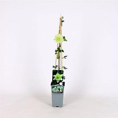 Clematis florida 'Alba Plena' Pot 2 Liter