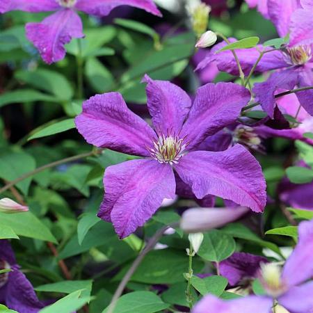 Clematis 'The President' Pot 5 Liter 150 - 175 cm