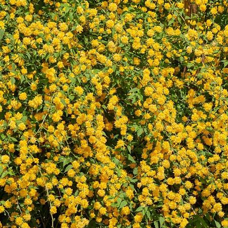 Kerria jap. 'Pleniflora' Pot 2 Liter