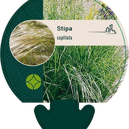 Stipa capillata Pot 9 cm