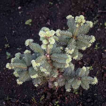 Abies lasiocarpa In pot 150 - 175 cm