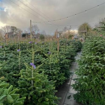 Abies nordmanniana In pot 125 - 150 cm