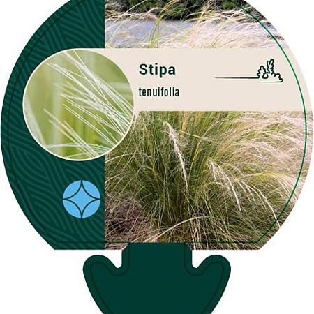 Stipa tenuifolia Pot 9 cm