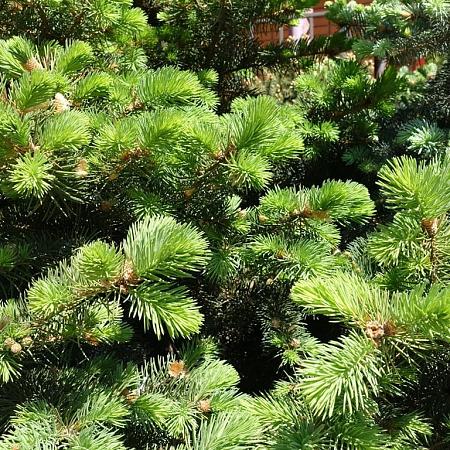 Picea omorika In pot 40 - 60 cm