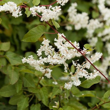 Fallopia aubertii Pot 2 Liter