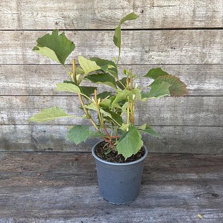 Hydrangea querc. 'Snowflake' Pot 2,5 Liter
