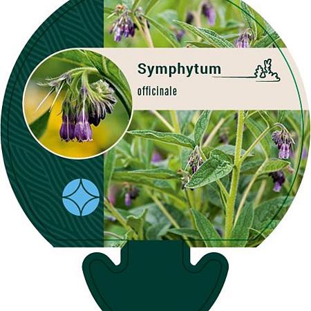 Symphytum officinale Pot 9 cm