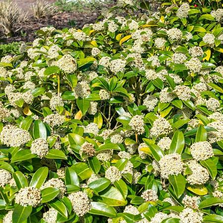 Skimmia j. 'Fragrant Cloud' Pot 1,5 liter