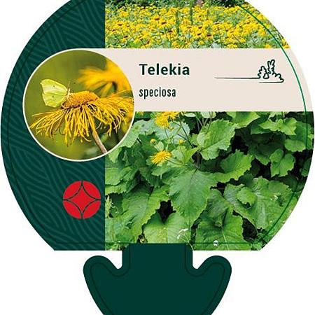 Telekia speciosa Pot 9 cm