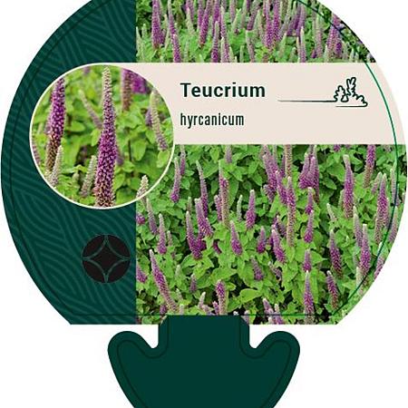 Teucrium hyrcanicum Pot 9 cm