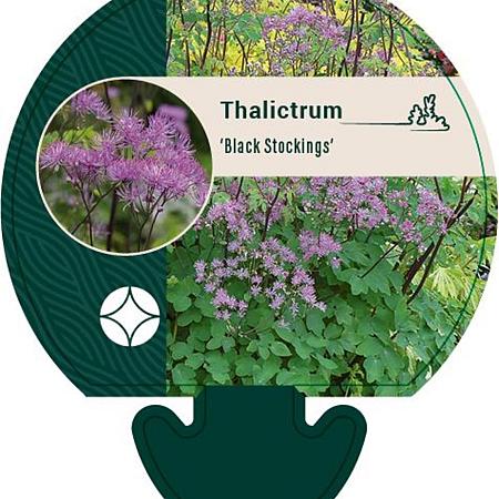 Thalictrum 'Black Stockings' Pot 9 cm