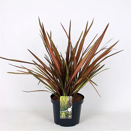 Phormium 'Evening Glow' Pot 7,5 Liter 50 - 60 cm