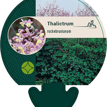 Thalictrum rochebrunianum Pot 9 cm