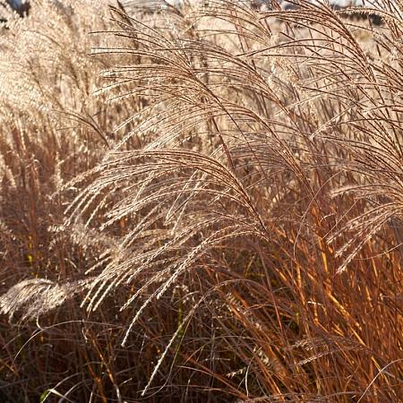 Miscanthus sin. 'Kleine Silbersp.' Pot 9 cm