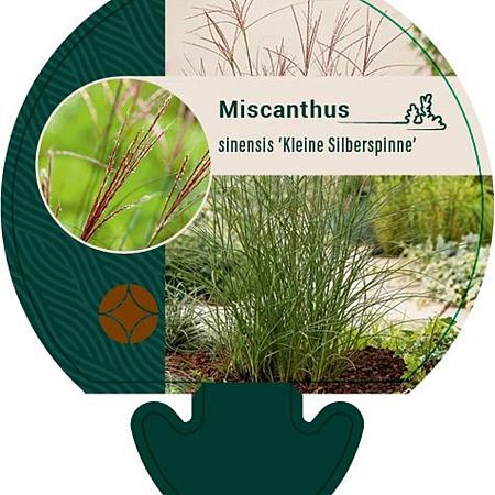 Miscanthus sin. 'Kleine Silbersp.' Pot 9 cm