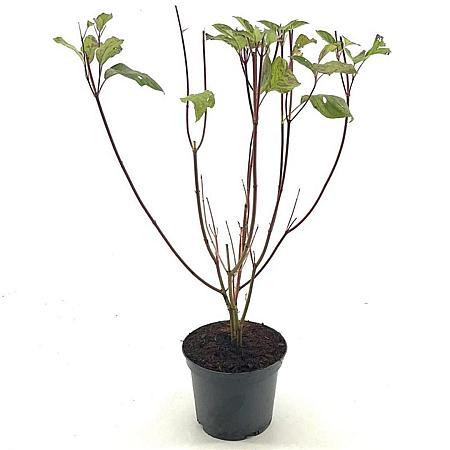 Cornus alba 'Sibirica' Pot 3 Liter 40 - 50 cm