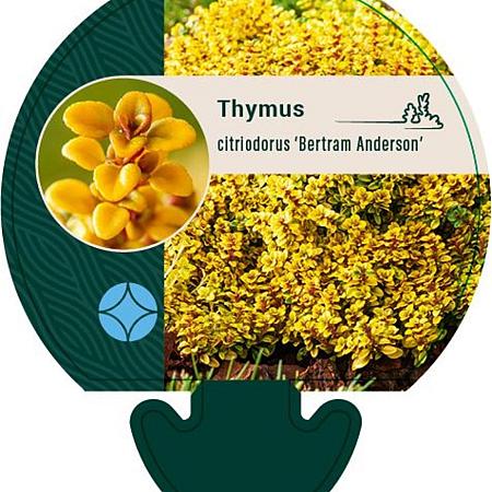 Thymus citriod. 'Bertram Anderson' Pot 9 cm