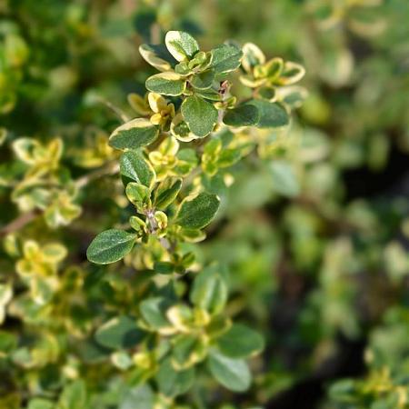 Thymus citriod. 'Bertram Anderson' Pot 9 cm