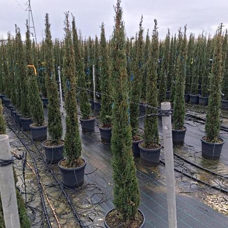 Cupressus semp. 'Pyramidalis' Pot 25 Liter 175 - 200 cm