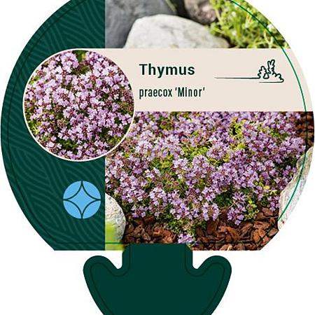 Thymus praecox 'Minor' Pot 9 cm