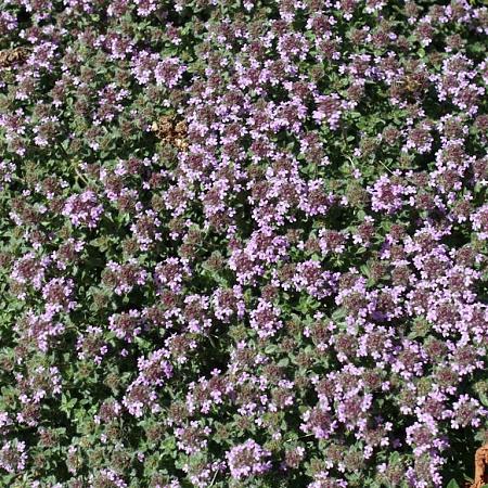 Thymus praecox 'Pink Chintz' Pot 9 cm