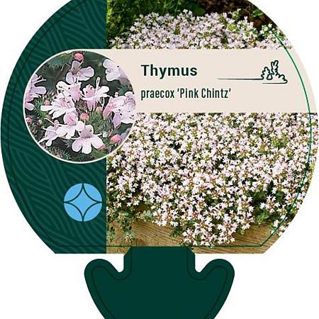 Thymus praecox 'Pink Chintz' Pot 9 cm