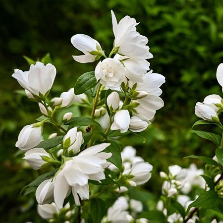 Philadelphus 'Virginal' Pot 7,5 Liter 80 - 100 cm