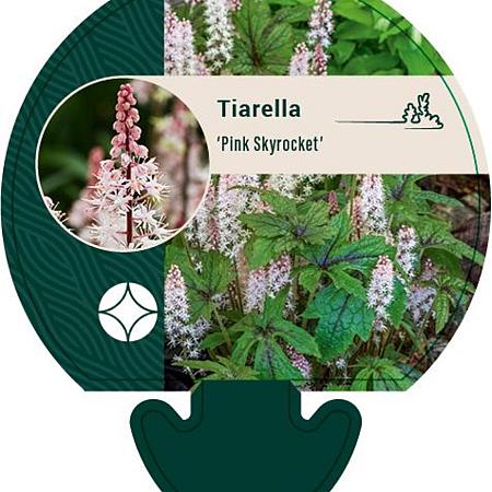 Tiarella 'Pink Skyrocket' Pot 9 cm