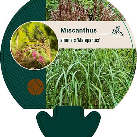Miscanthus sin. 'Malepartus' Pot 9 cm