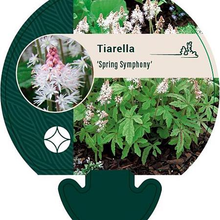 Tiarella 'Spring Symphony' Pot 9 cm