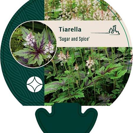 Tiarella 'Sugar and Spice' Pot 9 cm