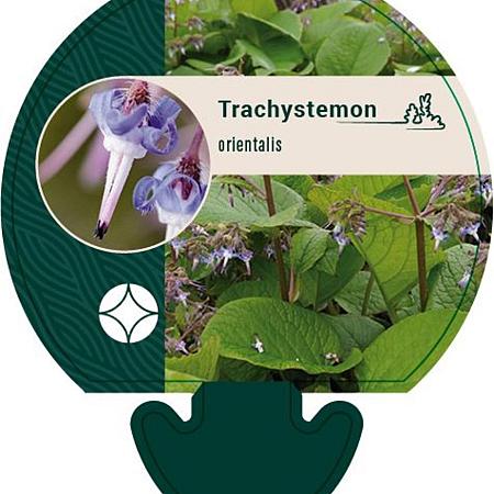 Trachystemon orientalis Pot 9 cm