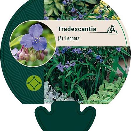 Tradescantia (A) 'Leonora' Pot 9 cm