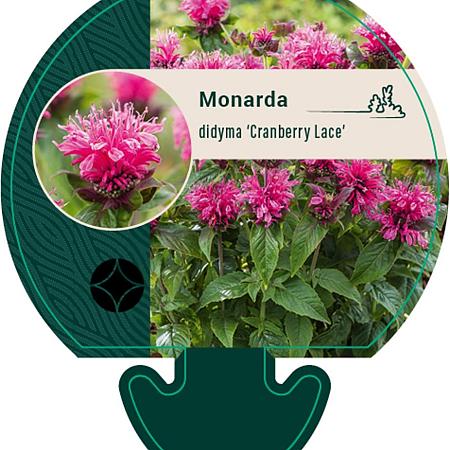 Monarda didyma 'Cranberry Lace' Pot 9 cm