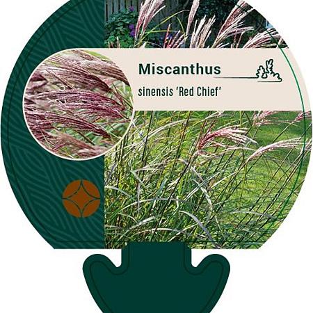Miscanthus sin. 'Red Chief' Pot 9 cm