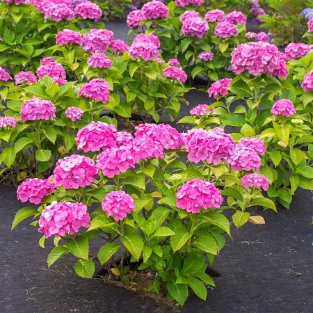 Hydrangea m. 'Sibilla' Pot 7,5 Liter 40 - 50 cm