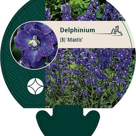 Delphinium (B) 'Atlantis' Pot 9 cm