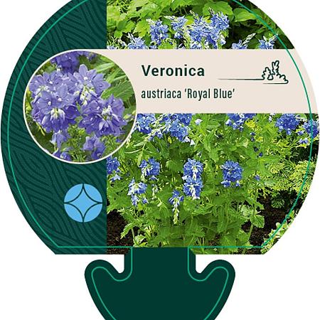 Veronica austr. 'Royal Blue' Pot 9 cm
