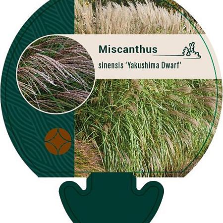 Miscanthus sin. 'Yakushima Dwarf' Pot 9 cm