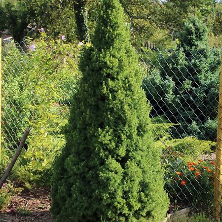 Picea gl. 'Conica' Pot 5 Liter 50 - 60 cm