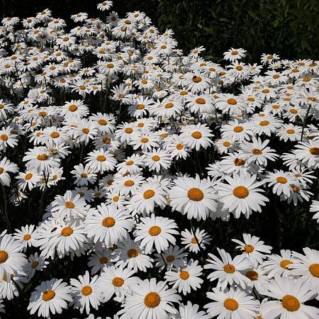 Leucanthemum maximum Pot 9 cm