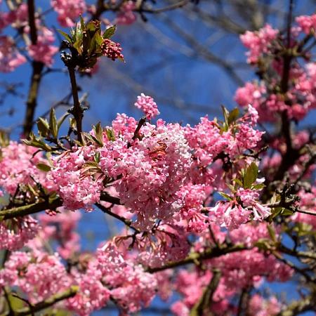 Viburnum bodn. 'Charles Lamont' Pot 7,5 Liter 100 - 125 cm