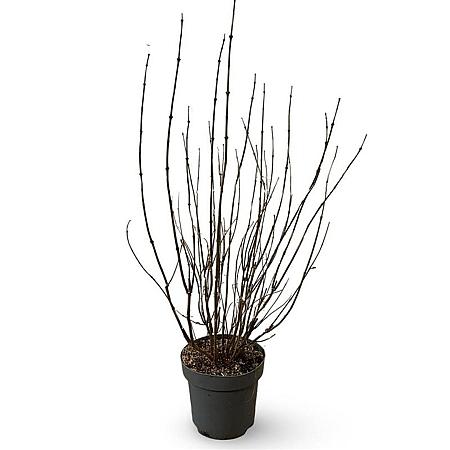 Calycanthus floridus Pot 12 liter 80 - 100 cm