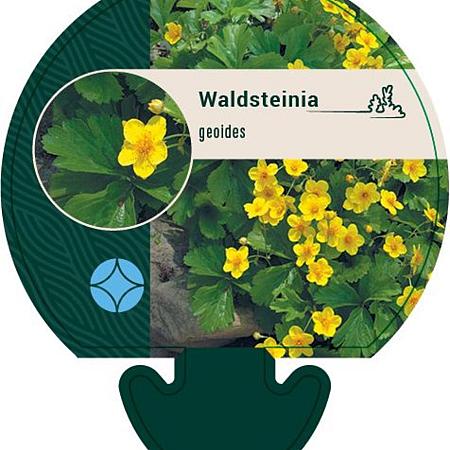 Waldsteinia geoides Pot 9 cm