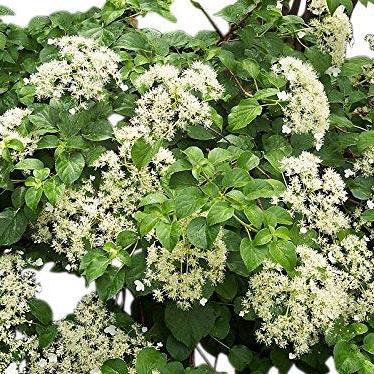 Hydrangea petiolaris Pot 20 Liter 200 - 225 cm