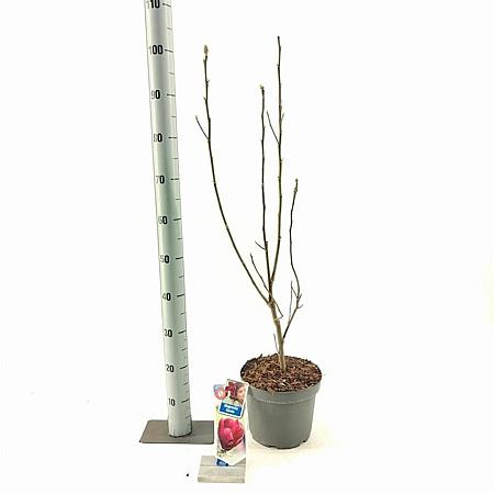 Magnolia 'Genie' Pot 5 Liter 60 - 80 cm