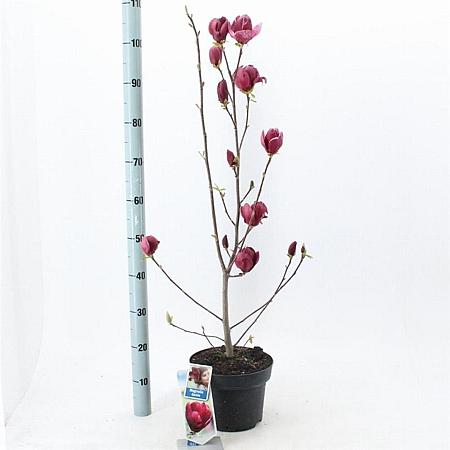 Magnolia 'Genie' Pot 5 Liter 60 - 80 cm