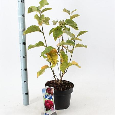 Magnolia 'Genie' Pot 5 Liter 60 - 80 cm